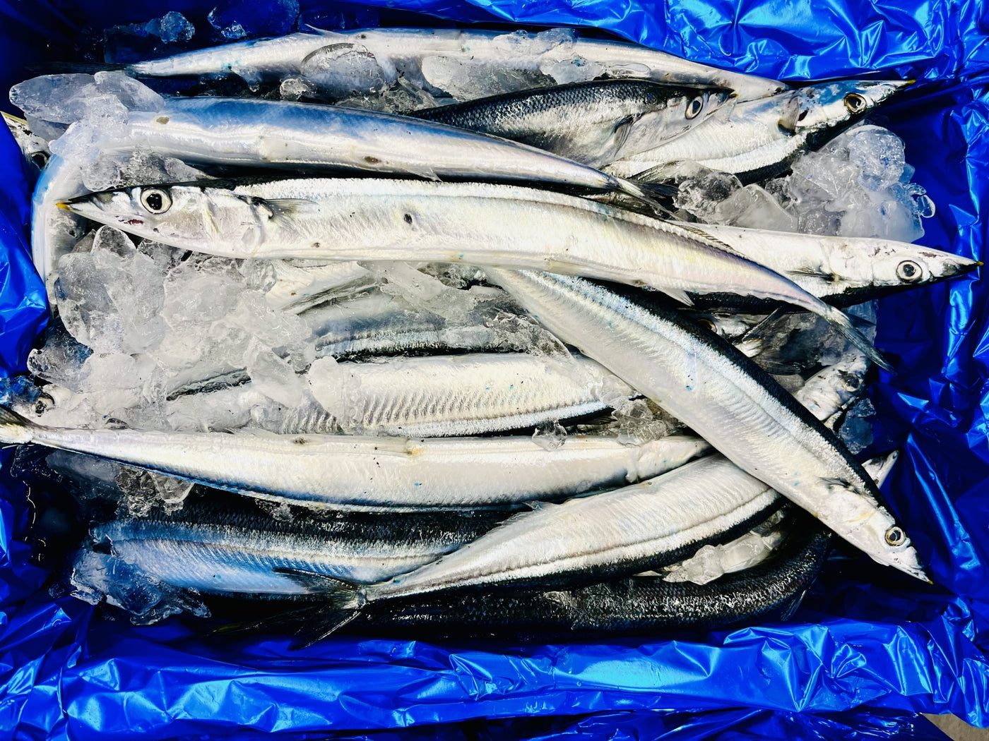 Frozen Whole Sanma Fish Pacific Saury 2pc