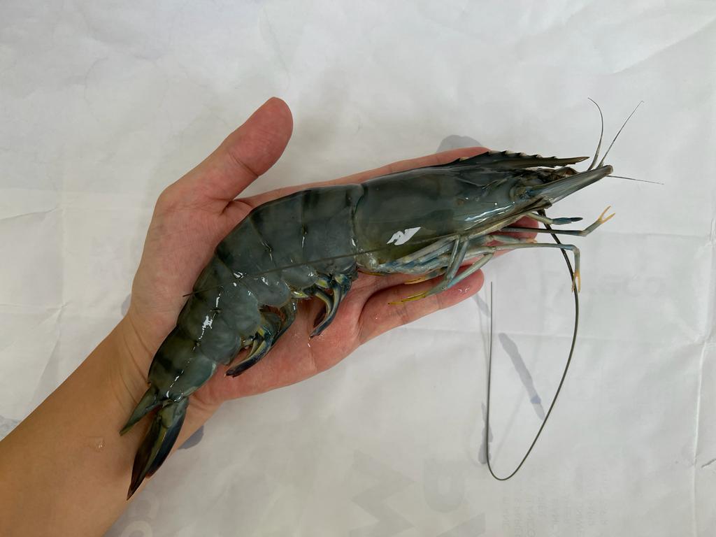特大！ブラックタイガー海老 HOSO 6/8 (活冷凍) 1kg