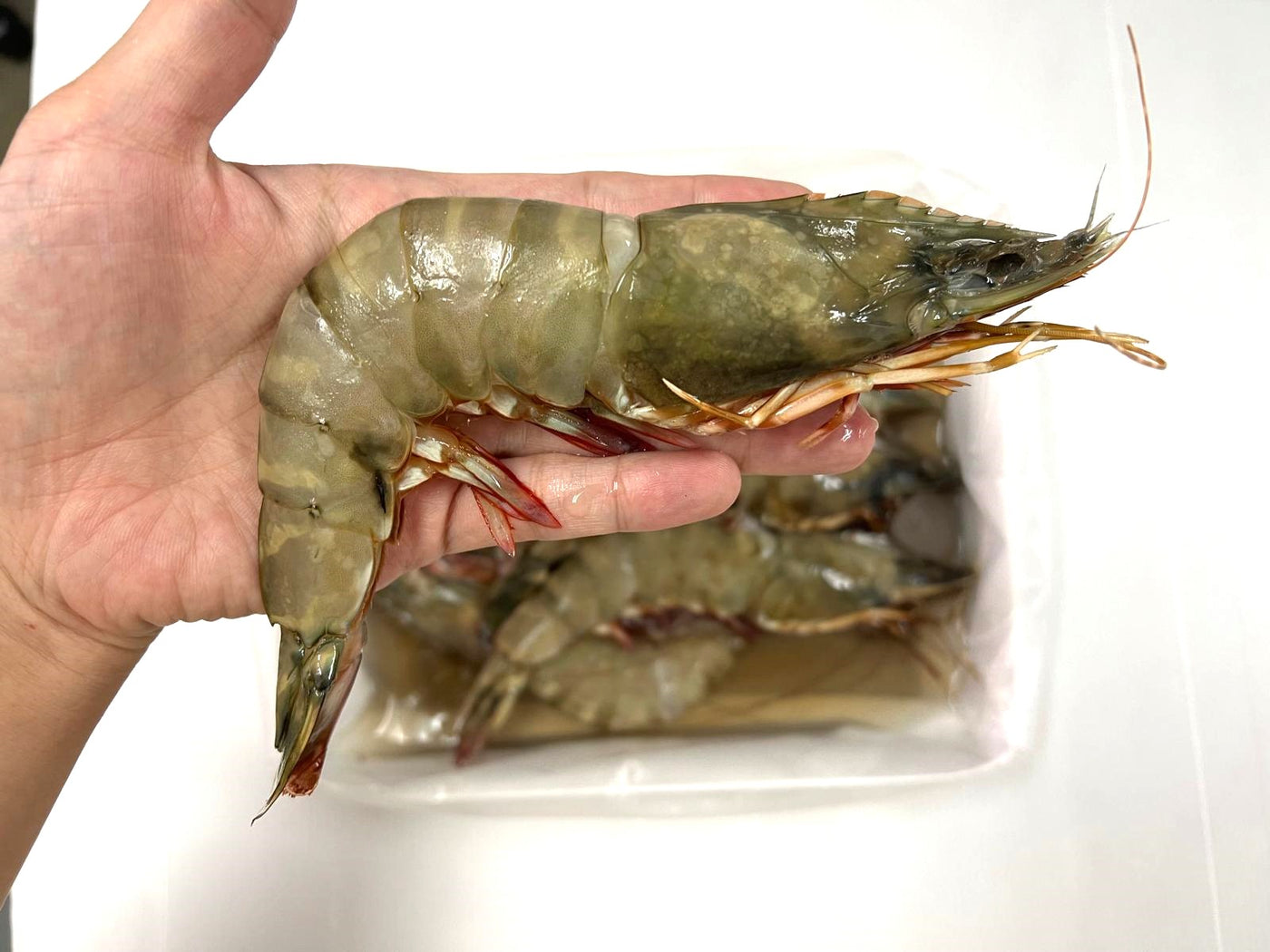 特大号！黑虎虾 HOSO 6/8（活冻）1kg