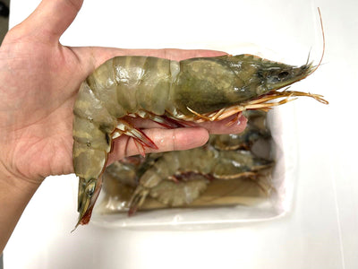 特大号！黑虎虾 HOSO 6/8（活冻）1kg