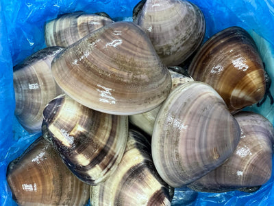 Live Hamaguri Clams (from Chiba Pref) 1kg (about 10-11pcs)
