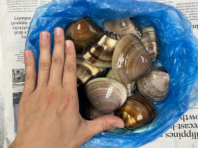 Live Hamaguri Clams (from Chiba Pref) 1kg (about 10-11pcs)